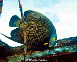 French Angelfish seen in Grand Bahamas May 2009.  Photo t... by Bonnie Conley 